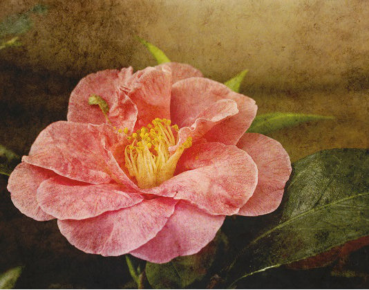 La culla del dècoupage 1571 0 la_ culla_del_decoupage